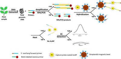 Biosensor Technologies for Early Detection and Quantification of Plant Pathogens